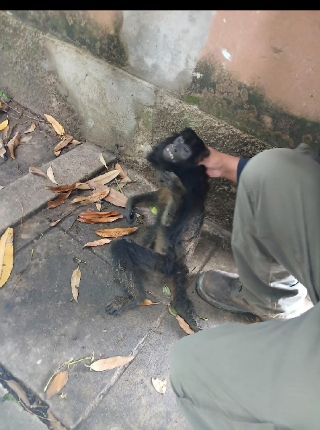 SAN COSME :  *La Polic&iacute;a en colaboraci&oacute;n con personal del centro de conservaci&oacute;n pusieron en resguardo a un mono