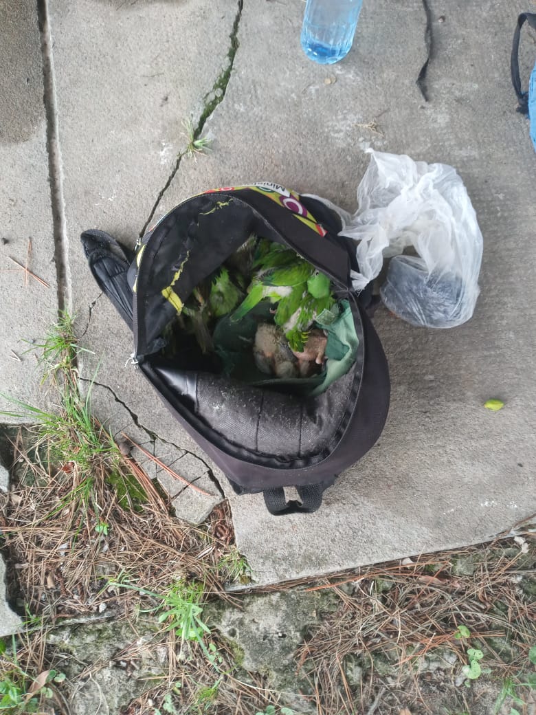 La Polic&iacute;a de Corrientes, conjuntamente con Personal de la Direcci&oacute;n de Recursos Naturales, decomisaron aves, que eran transportados en una mochila