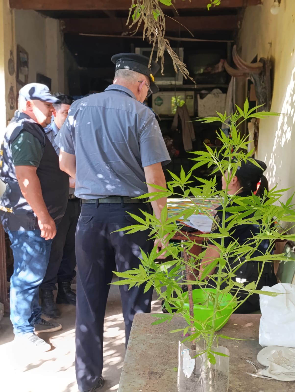 SAN COSME:La polic&iacute;a allano un domicilio buscando objetos robados y encontraron plantas de marihuana 