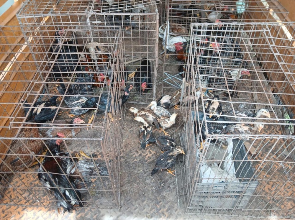 La Municipalidad participó del rescate de 80 gallos usados en riñas clandestinas