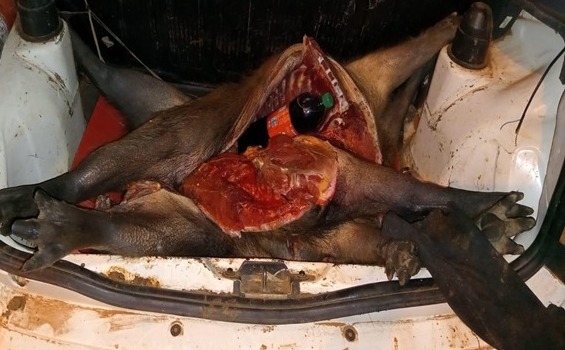 Santo Tom&eacute;: Mediante varios operativos secuestraron varios animales faenados 