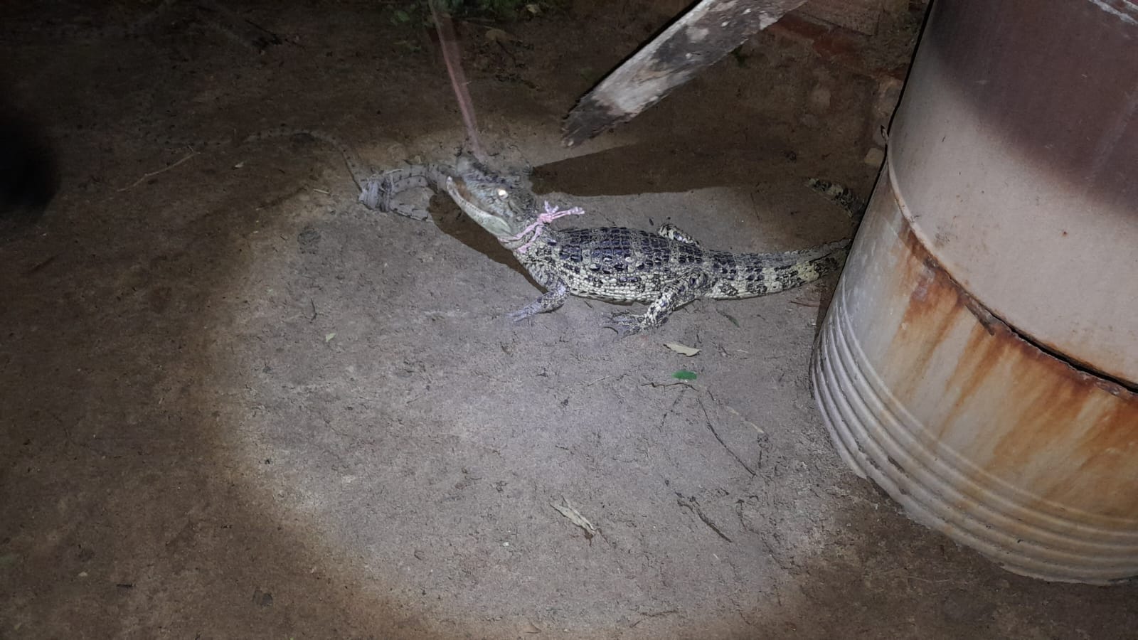 La Polic&iacute;a  tomo en resguardo un yacar&eacute;, que apareci&oacute; en el patio de una vivienda del Barrio Punta Taitalo