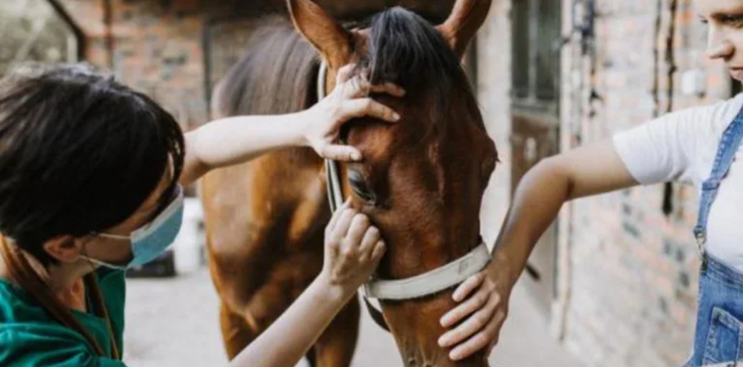 Alerta sobre Encefalitis Equina del Oeste en humanos: el Ministerio de Salud confirm&oacute; el primer caso en Argentina