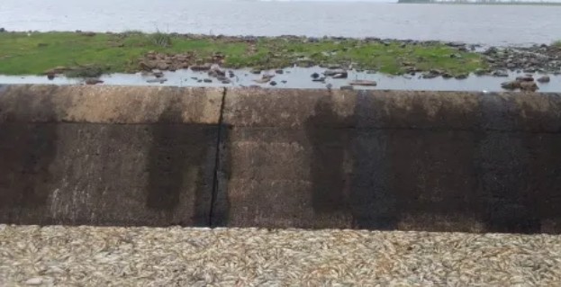 Mortandad de peces en el R&iacute;o Guaviravi preocupa a los pobladores 